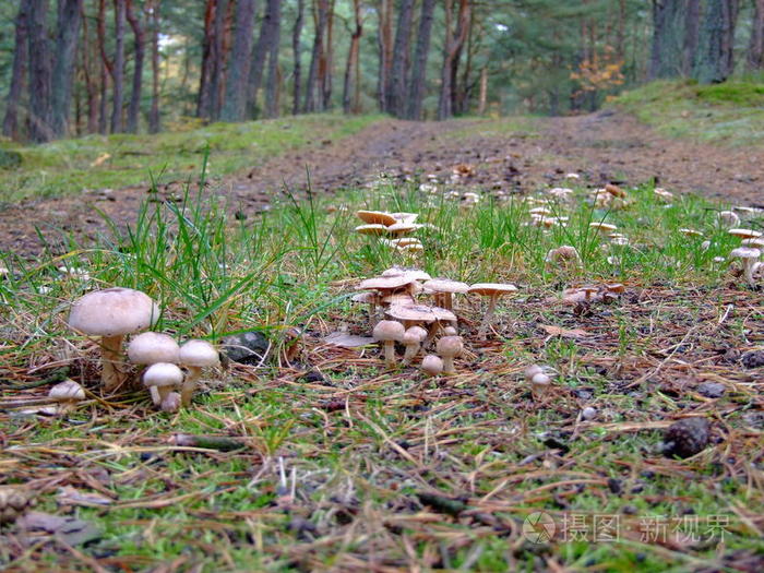 森林 蘑菇 波兰 欧洲 扬塔尔 美丽的 落下