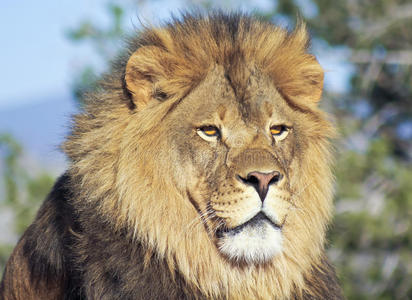 非洲雄狮的肖像
