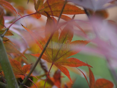 旅行 树叶 枫树 落下 丛林 日本人 故事 森林 季节 冒险