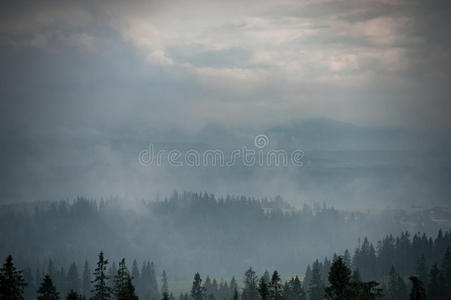阴影 天气 神秘的 丘陵 薄雾 松木 情绪 环境 幻想 风景