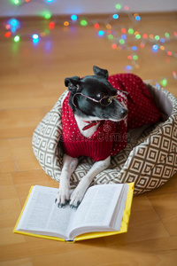 黑白相间的狗戴着眼镜，穿着驯鹿套装，把爪子放在打开的书上。