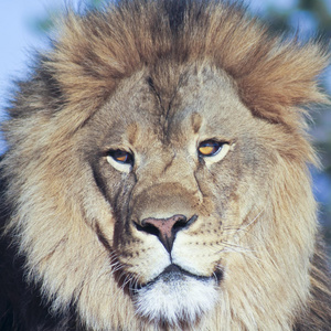 非洲雄狮的肖像