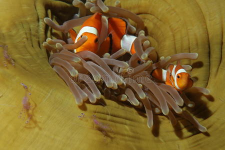 珊瑚生活水下潜水印度尼西亚海洋