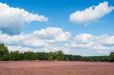 风景 自然 盛开 希思 储备 放松 乡村 吕内堡 德国 欧洲