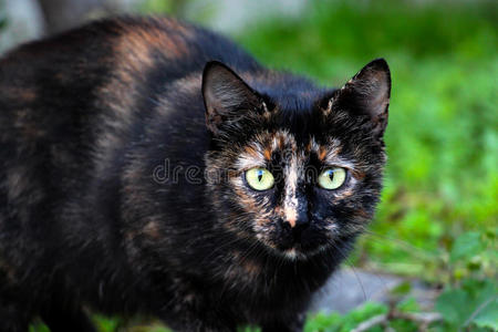 黄色的流浪猫图片