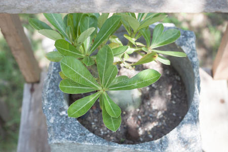 室内植物 生长 自然 棕榈 美丽的 夏天 植物 房子 植物学