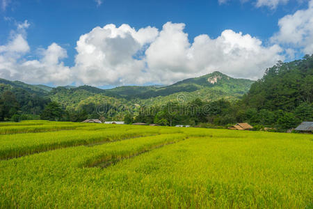 绿的 美丽的 领域 农业 风景 森林 食物 天空 建筑学