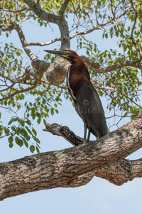 南方 潘塔纳尔 野生动物 羽毛 自然 美国 苍鹭 阳光 直系