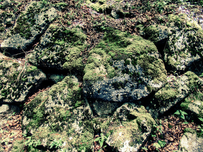 苔藓和地衣的背景在潮湿的岩石上野生