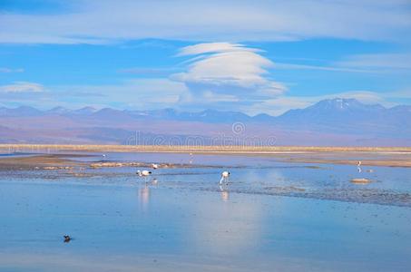 佩德罗 美国 火烈鸟 阿塔卡玛 站立 南方 智利 泻湖 范围