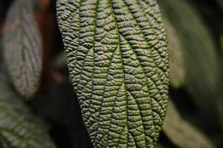 夏天 摄影 花园 植物学 生活 特写镜头 墙纸 颜色 环境