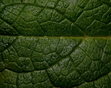 特写镜头 树叶 生长 花园 自然 植物区系 纹理 要素 生态学