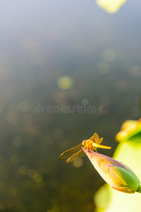 蜻蜓和莲花芽