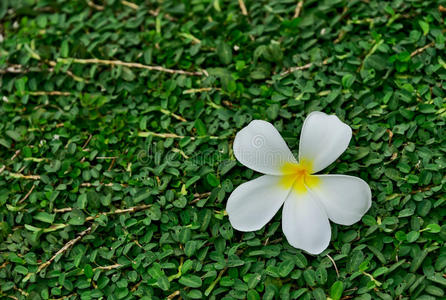 鸡蛋花