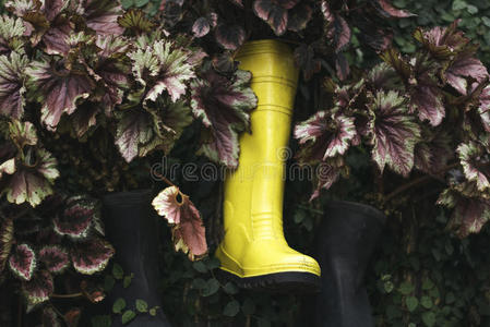 栽培 非洲菊 成长 靴子 荷兰语 花的 盛开 农业 园艺