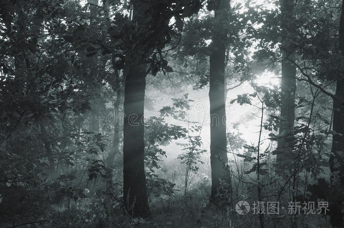 森林里的晨雾