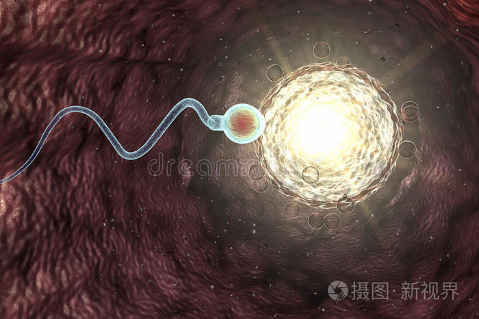 细胞 生活 健康 医学 不孕 授精 构思 人类 排卵 出生