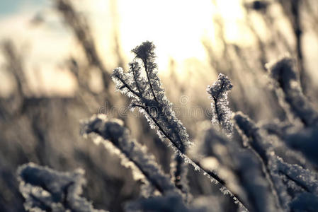 植物的分支覆盖着雪冬宏