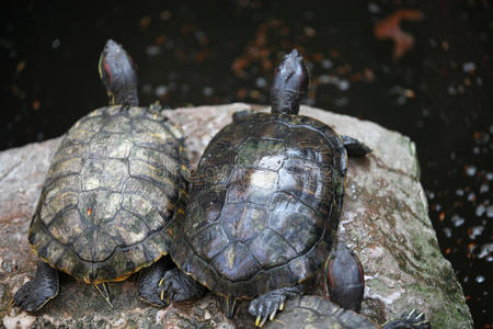爬行 亚洲 动物 泰国 乌龟 龟裂 龟甲 动物群 海龟