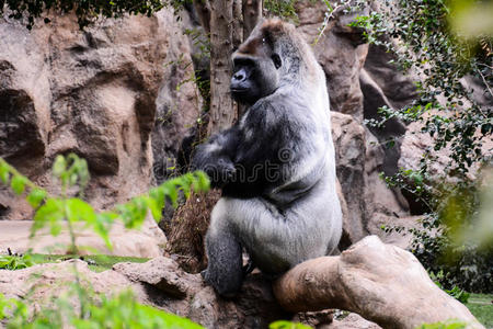 大型哺乳动物灰色成年强壮大猩猩
