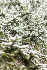绿色的冷杉散落着厚厚的雪