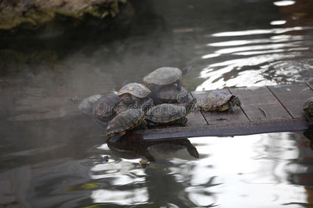 乌龟 龟甲 海龟 龟裂 动物 动物群 泰国 亚洲 爬行