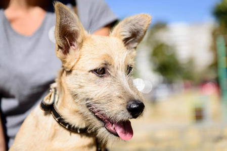 杂交 哺乳动物 宠物 肖像 梅蒂斯 保护 犬科动物 面对