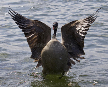 一只张开翅膀的加拿大鹅的美丽形象