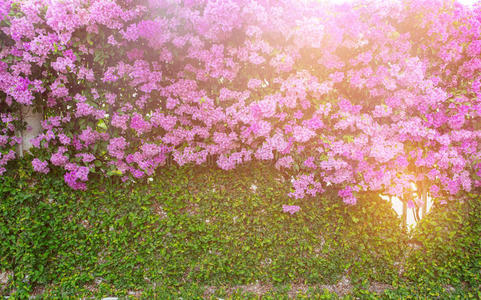 自然 颜色 美女 三角梅 粉红色 花园 植物区系 灌木 植物