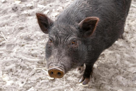 耳朵 食物 男人 猪肉 商业 生态学 动物 哺乳动物 成人