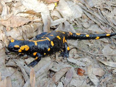 暗色的斑点蝾螈图片