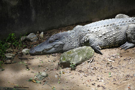 泰国鳄鱼图片