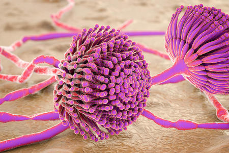 黑色霉菌真菌照片