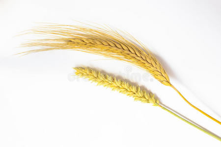 粮食 收割 太阳 玉米 黑麦 植物 生长 西南 小米 荞麦