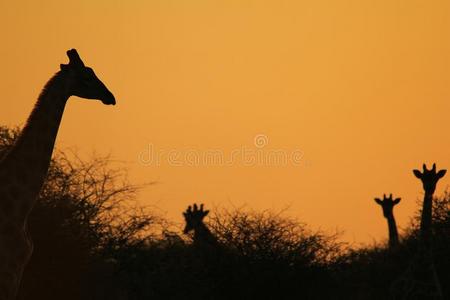 长颈鹿非洲野生动物背景标志性的轮廓
