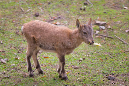 羚羊 头发 哺乳动物 自然 白种人 小牛 公园 国家的 高加索