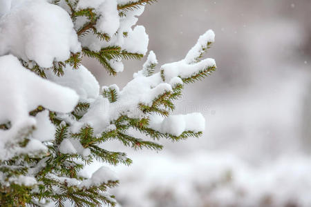 杉枝覆盖着新鲜的雪，飘落的雪花，冬天的背景