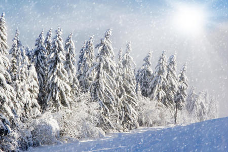 乡村 气候 阿尔卑斯山 白霜 朦胧 假日 风景 环境 寒冷的