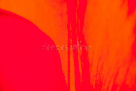 红色橙色郁金香花花瓣的特写