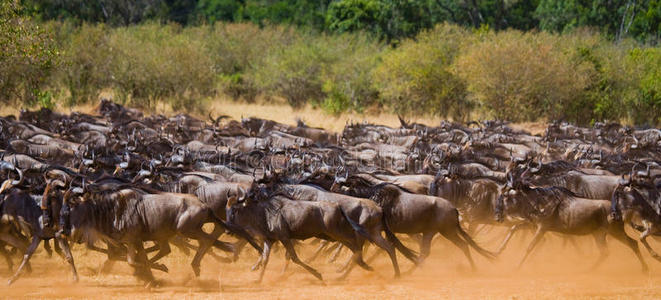 羚羊 摄影 国家的 肯尼亚 哺乳动物 运动 保护 十字路口