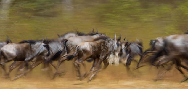 自然 非洲 伟大的 跑步 羚羊 动物群 兽群 戏剧 杰出的