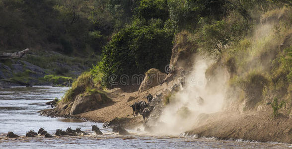 哺乳动物 假日 马赛 戏剧 羚羊 十字路口 保留 肯尼亚