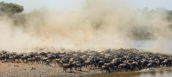 一大群角马是关于马拉河的。 伟大的移民。 肯尼亚。 坦桑尼亚。 马赛马拉国家公园。