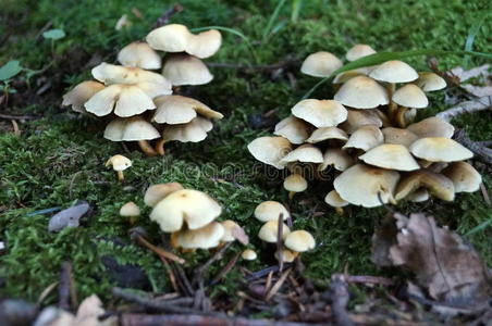 米色蘑菇生长在绿色苔藓上