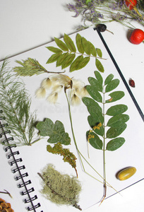 颜色 植物学 草药 花农 植物区系 手工制作的 混合 艺术