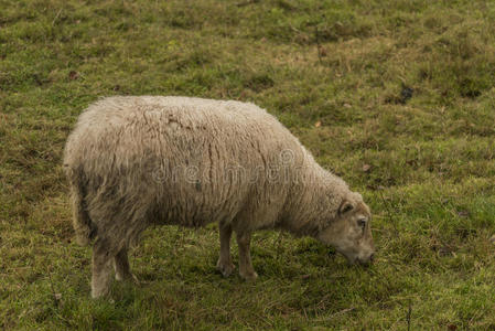 动物 面对 母羊 农业 天空 领域 夏天 乡村 绵羊 春天