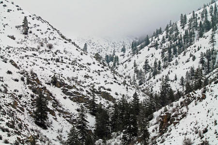 领域 冬天 山谷 华盛顿 松木 瀑布 范围 风景 雪景 森林