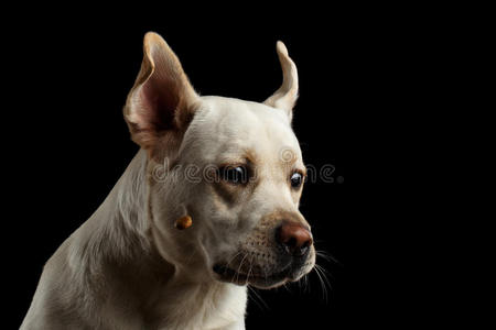 美丽的拉布拉多猎犬在孤立的黑色背景前
