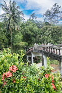 热带花园的桥