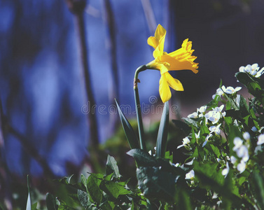 黄水仙花